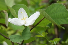 Bauhinia acuminata